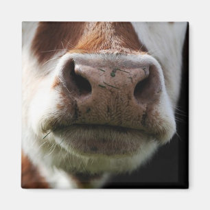 Imã feche acima de uma vaca