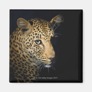 Imã Feche acima do leopardo, maior nacional de Kruger