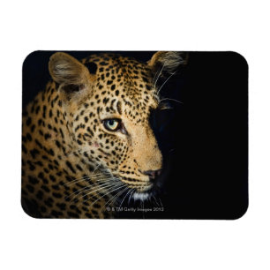 Ímã Feche acima do leopardo, maior nacional de Kruger