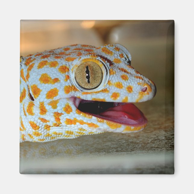 Imã Feche o retrato de Tokay gecko em TulaZoo (Frente)