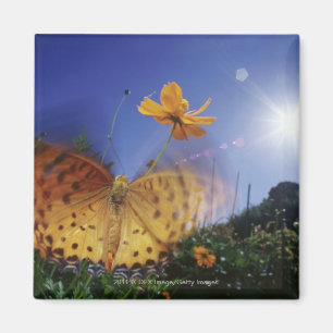 Imã Fecho da Borboleta, asas batendo