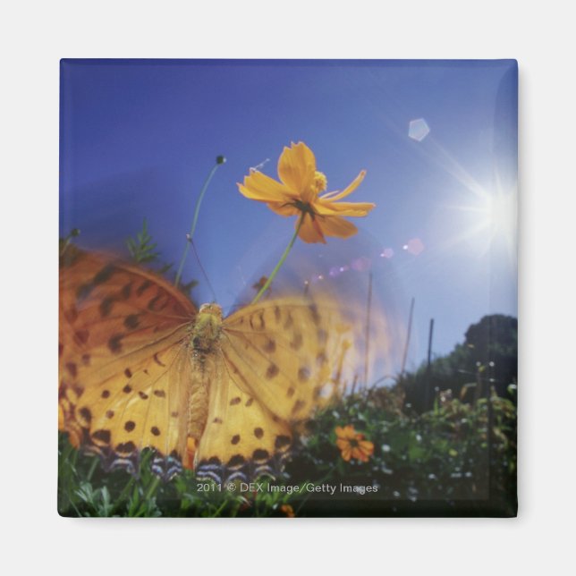 Imã Fecho da Borboleta, asas batendo (Frente)