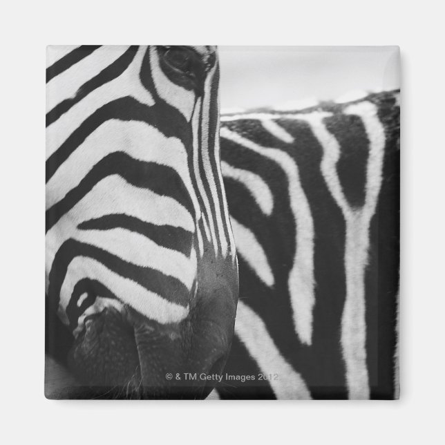 Imã Fecho da face e ombro da zebra (Frente)