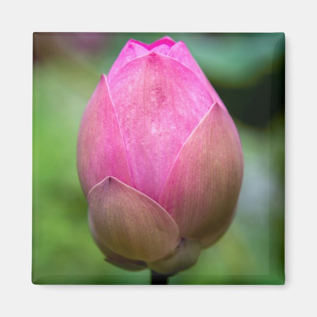 Imã Fecho da flor de lótus, Bali (Frente)