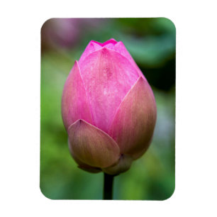Ímã Fecho da flor de lótus, Bali