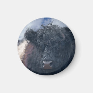 Imã Fecho da Vaca Galloway Preta e Branca Abaixo