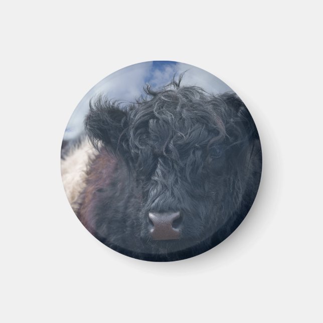 Imã Fecho da Vaca Galloway Preta e Branca Abaixo (Frente)