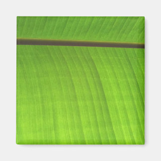 Imã Fecho de Banana Leaf
