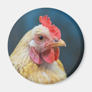 Imã Fecho de frango