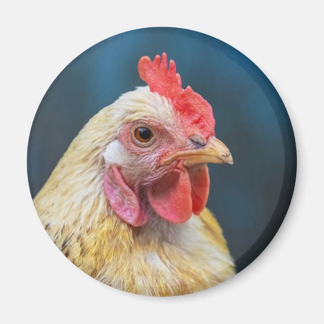 Imã Fecho de frango (Frente)
