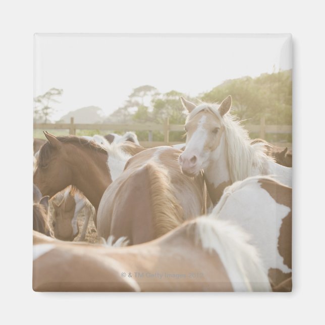 Imã Fecho de uma manada de cavalos (Frente)