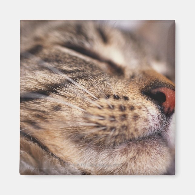 Imã Fecho dos bigodes e focas de gato (Frente)