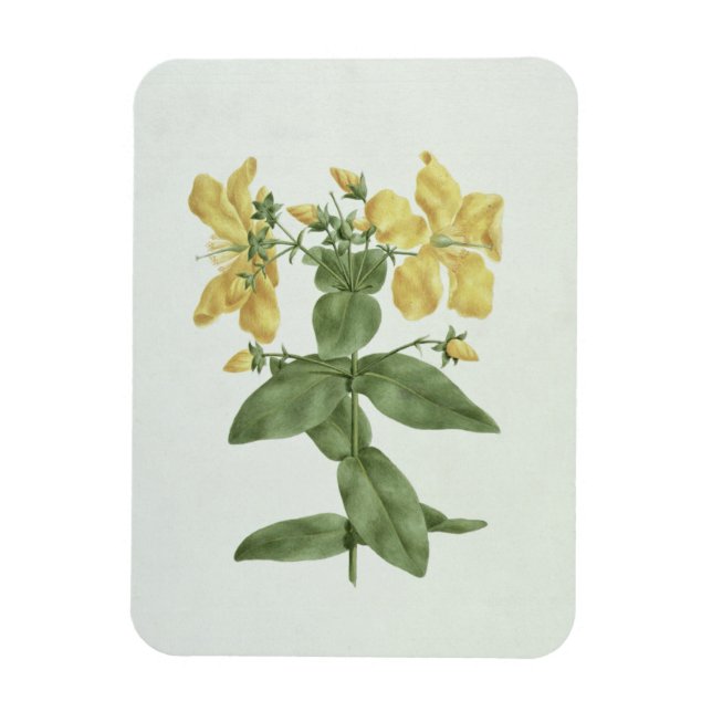 Ímã Feel-Fetch (Hypericum quartinianum) (m/c sobre gra (Vertical)