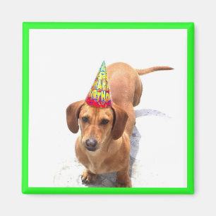 Imã Feliz aniversário Dachshund Magnet