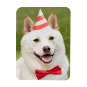 Ímã Feliz Aniversário Qualquer Cão Shiba Inu Em Fest