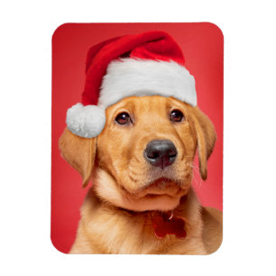 Ímã Feliz Natal, Fofo Labrador Puppy em Santa Hat