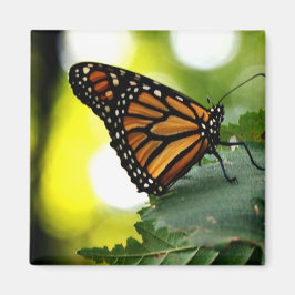 Imã Felizes é uma borboleta