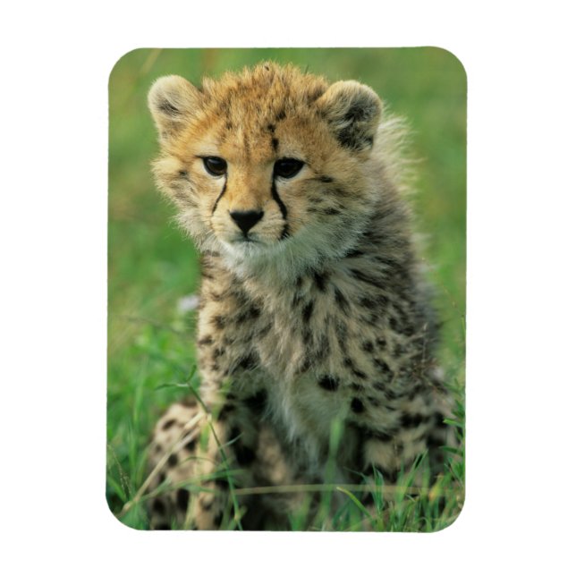 Ímã Felpudo Cheetah Cub (Vertical)