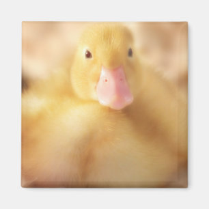 Imã Felpudo Páscoa de Pato Amarelo