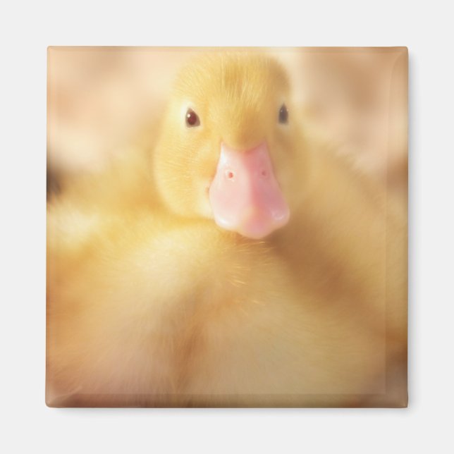 Imã Felpudo Páscoa de Pato Amarelo (Frente)