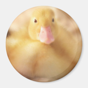Imã Felpudo Páscoa de Pato Amarelo