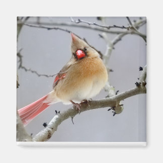 Imã Female_Cardinal_Magnet