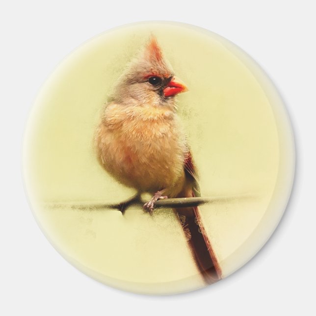 Imã Female Cardinal Songbird (Frente)