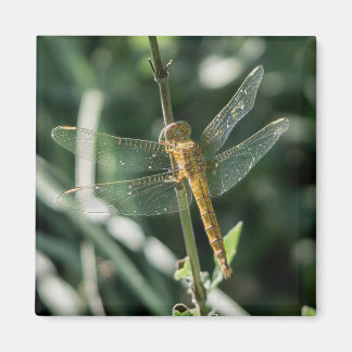 Imã Female Keeled Skimmer Dragonfly