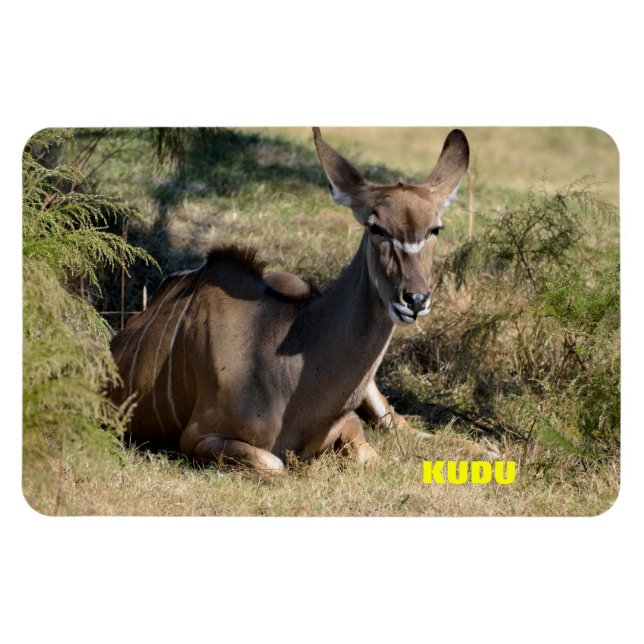 Ímã Female Kudu (Horizontal)