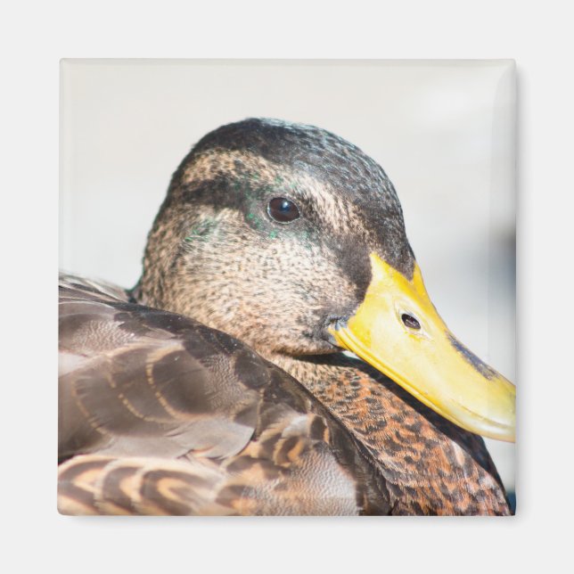Imã Female Mallard (Frente)