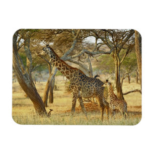 Ímã Fêmea adulta e girafa jovem, Giraffa