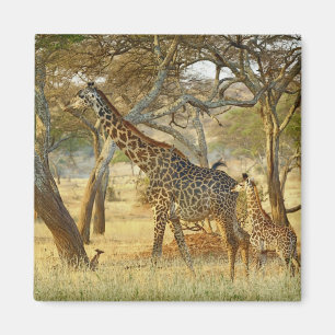 Imã Fêmea adulta e girafa juvenil, Giraffa