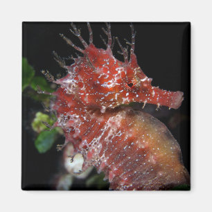 Imã Fêmea Begur do pônei do cavalo marinho  