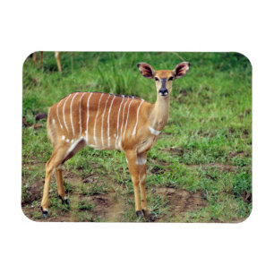 Ímã Fêmea de Nyala, Reserva de Caça Hluhluwe-Umfolozi