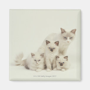 Imã Fêmea do gato de Ragdoll com gatinhos