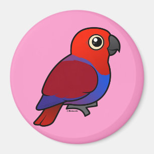 Imã Fêmea do papagaio de Eclectus