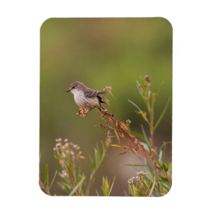 Ímã fêmea Vermilion Flycatcher