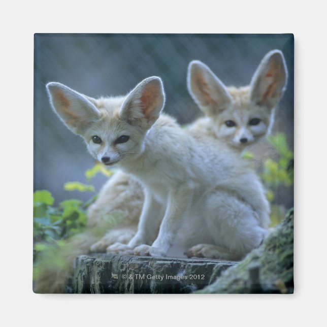 Imã Fennek (Vulpes zerda) W �_stenfuchs, Fennec (Frente)
