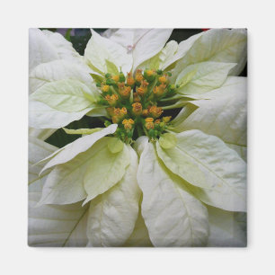 Imã Feriado de Natal Elegante de Poinsettia Branca