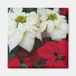 Imã Férias de Natal White e Red Poinsettias II