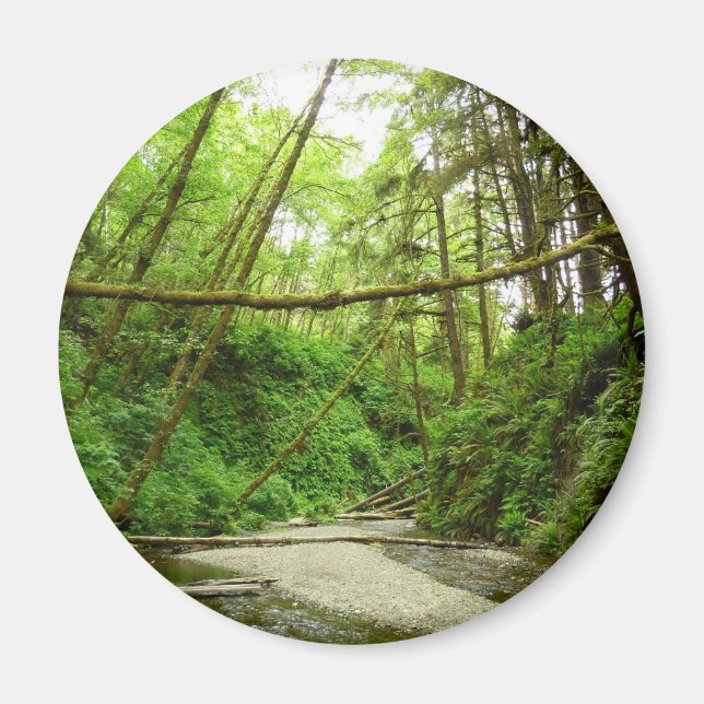 Imã Fern Canyon I no Parque Nacional de Redwood (Frente)