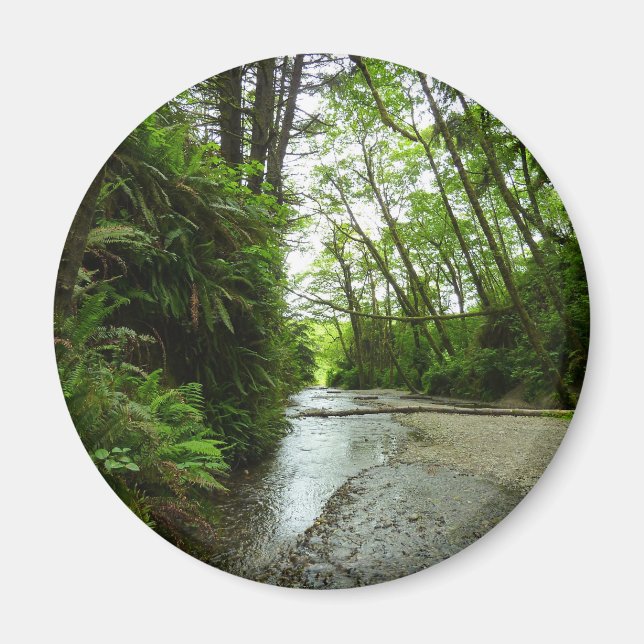 Imã Fern Canyon II no Parque Nacional de Redwood (Frente)