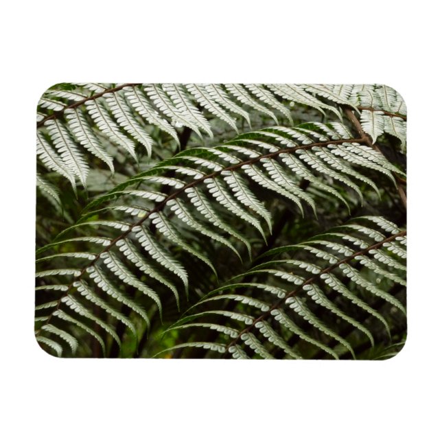 Ímã Fern Fronds II Dark Green Nature (Horizontal)
