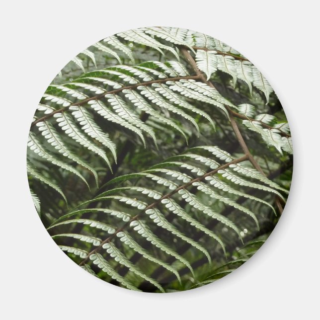 Imã Fern Fronds II Dark Green Nature (Frente)