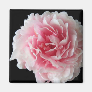 Imã Fern Peony Square Magnet