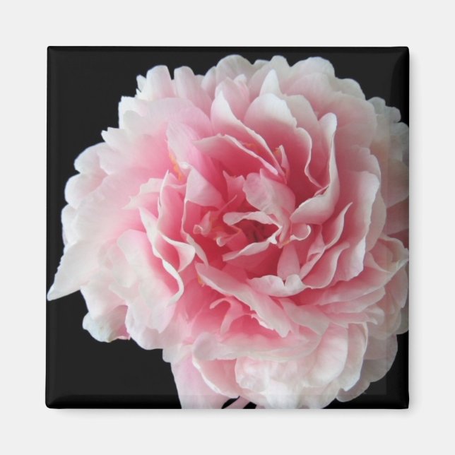 Imã Fern Peony Square Magnet (Frente)