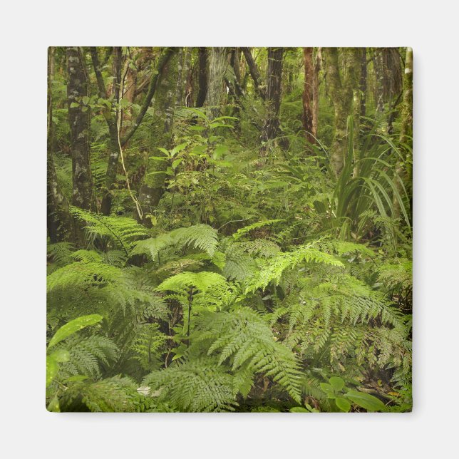 Imã Ferns e arbustos nativos perto de Matai Falls, Cat (Frente)