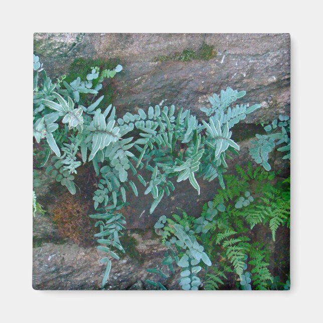 Imã Ferns em Filadélfia (Frente)