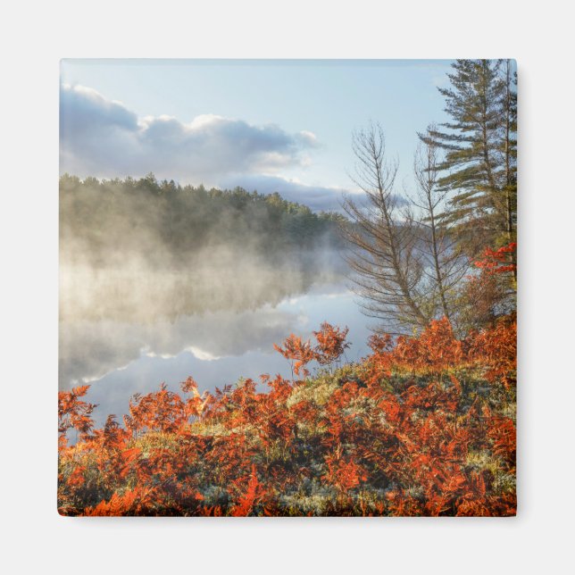 Imã Ferns na linha costeira | Paraíso, Michigan (Frente)