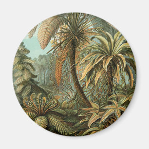 Imã Ferns Palm Tree Arte Botânica Antica